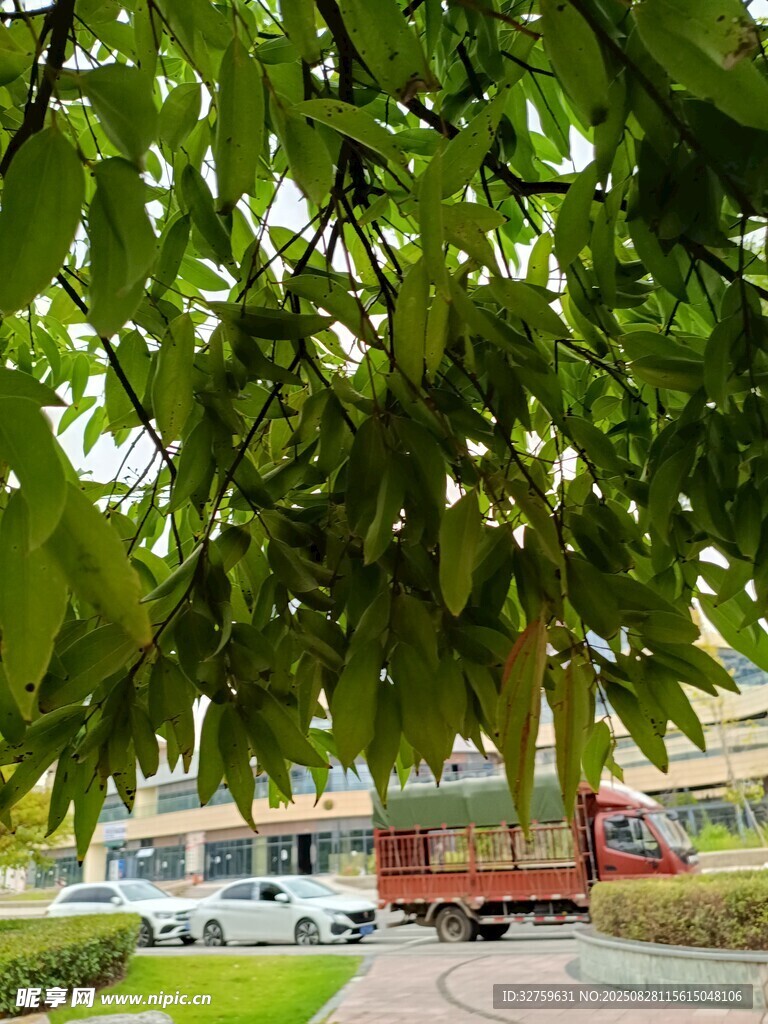绿叶掩映下的城市景象