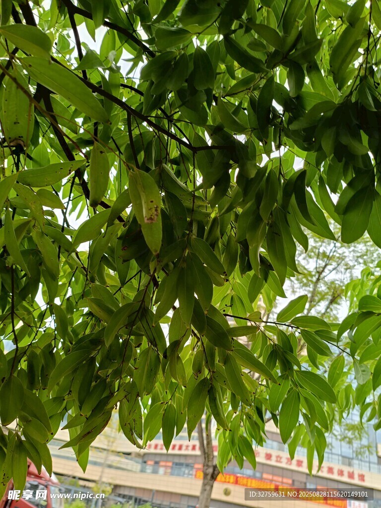 繁茂绿叶下的户外景致