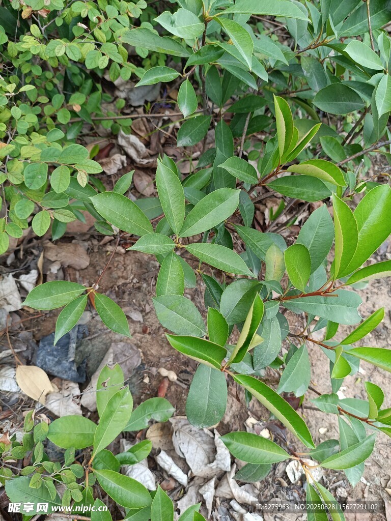 绿叶植物特写