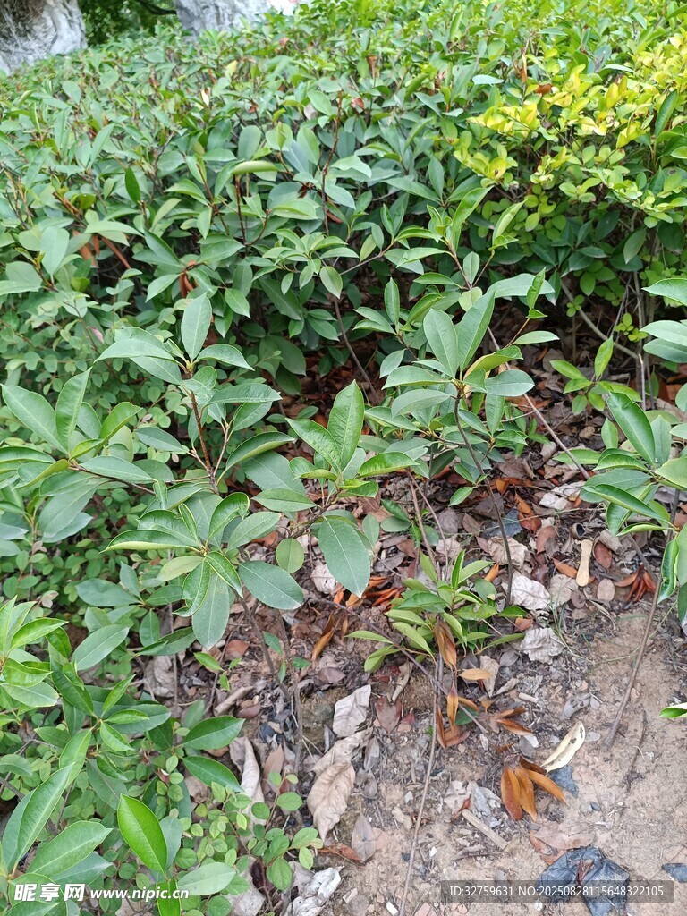 绿叶间的多彩植物景观
