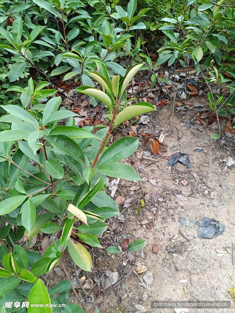 野外绿植与地面景象
