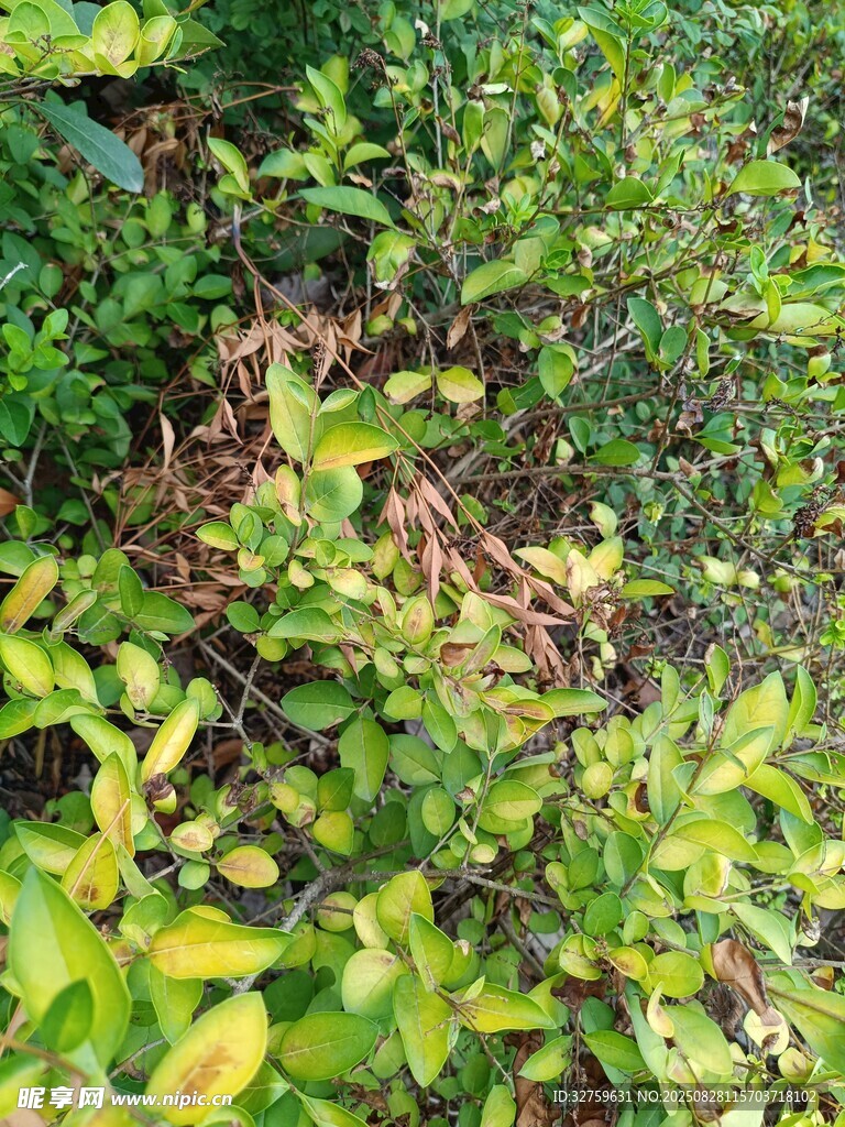 翠绿繁茂的植物景观