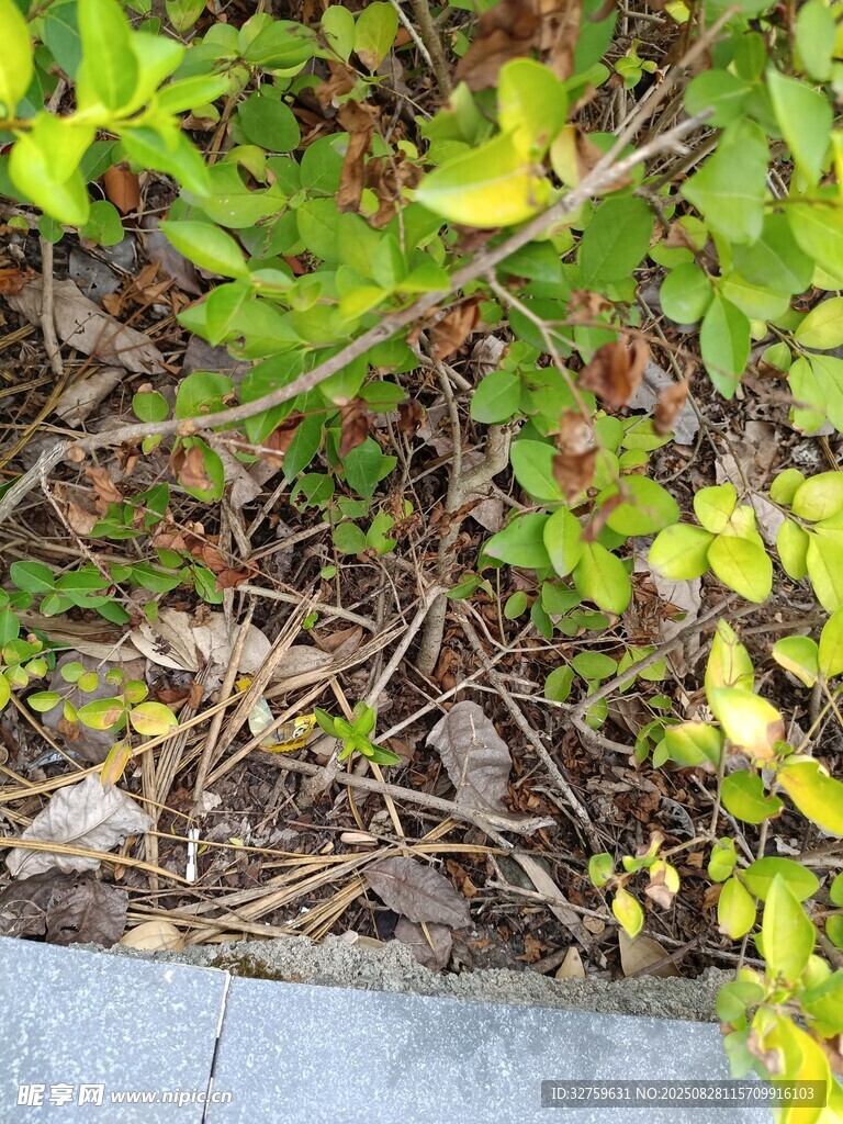 地面绿植与杂乱枯枝景象