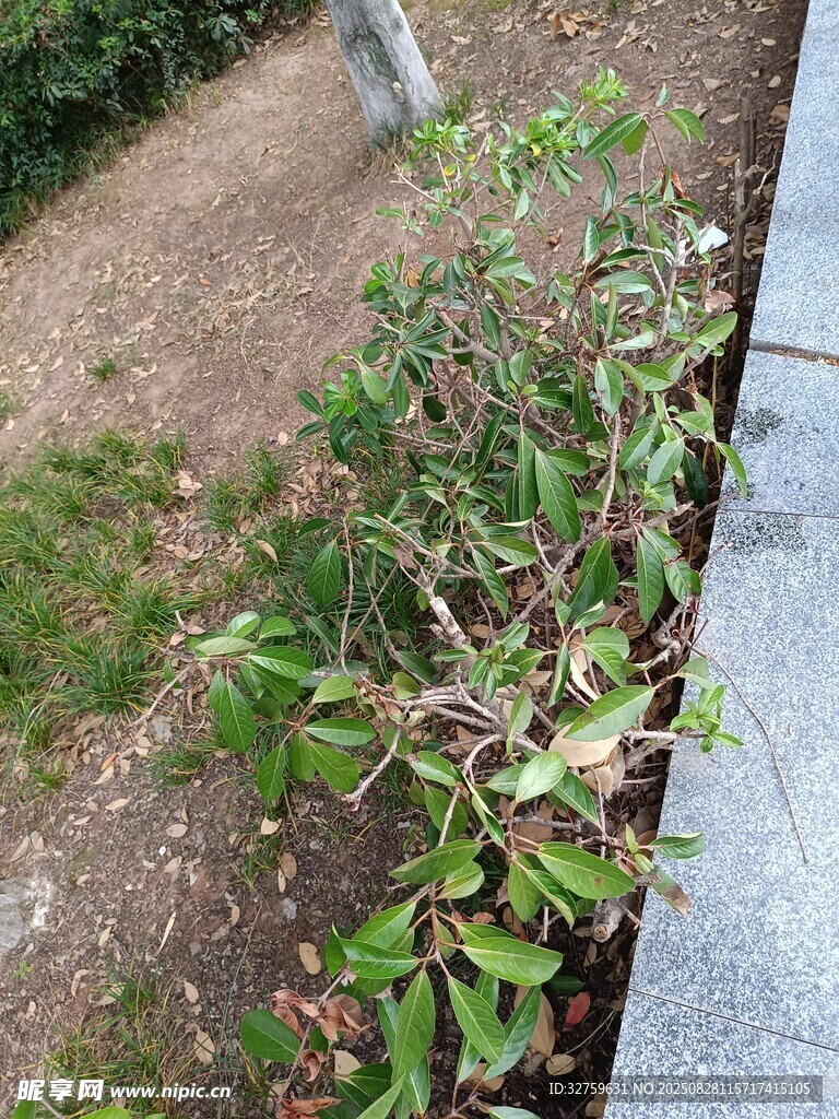 路边绿植景观
