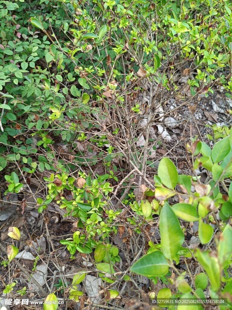 野外绿植景象