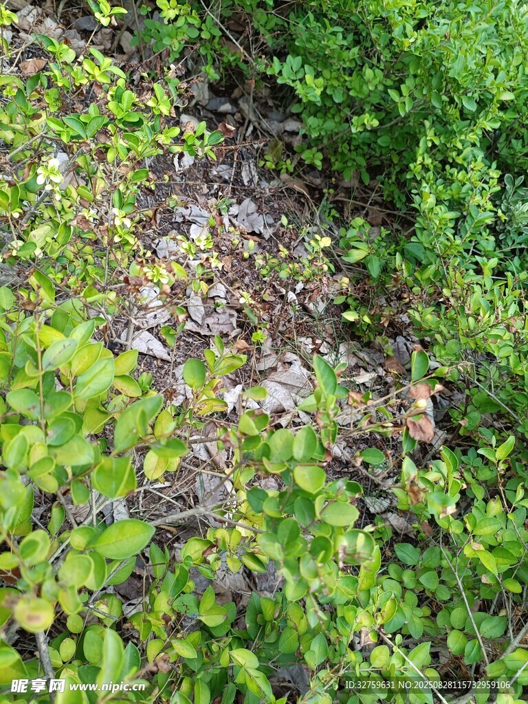 地面绿植与落叶景观