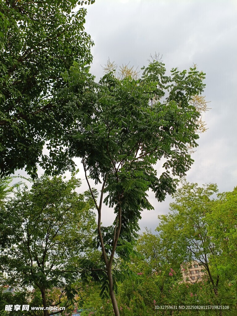 户外绿树成荫的自然景象
