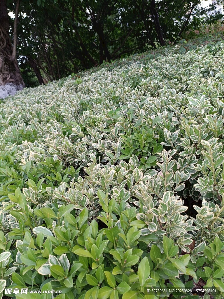 翠绿繁茂的地面绿植景观
