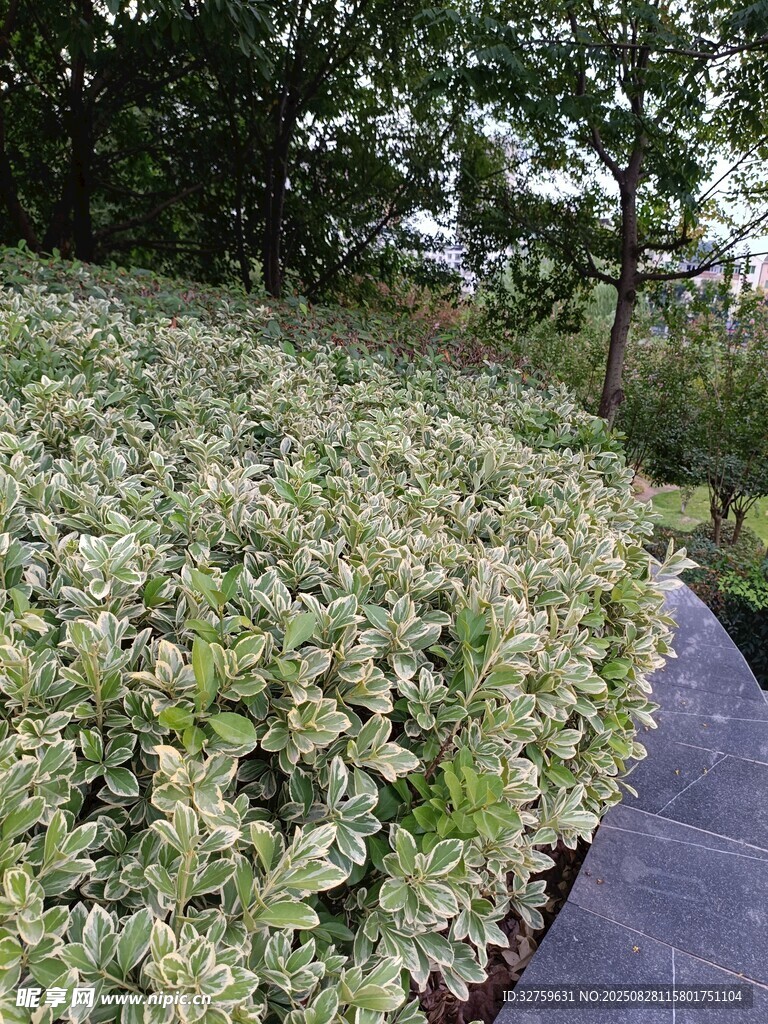 绿植小径景观