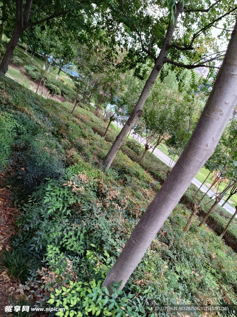 林间绿植环绕的树木景观