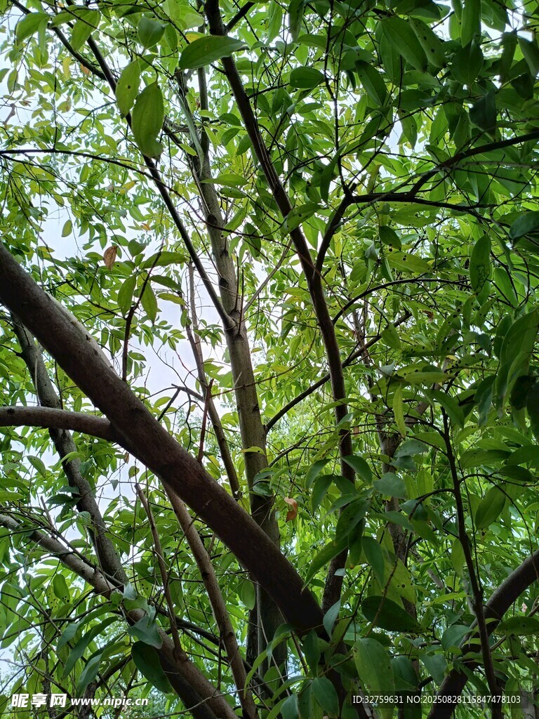 繁茂绿树间的光影景象