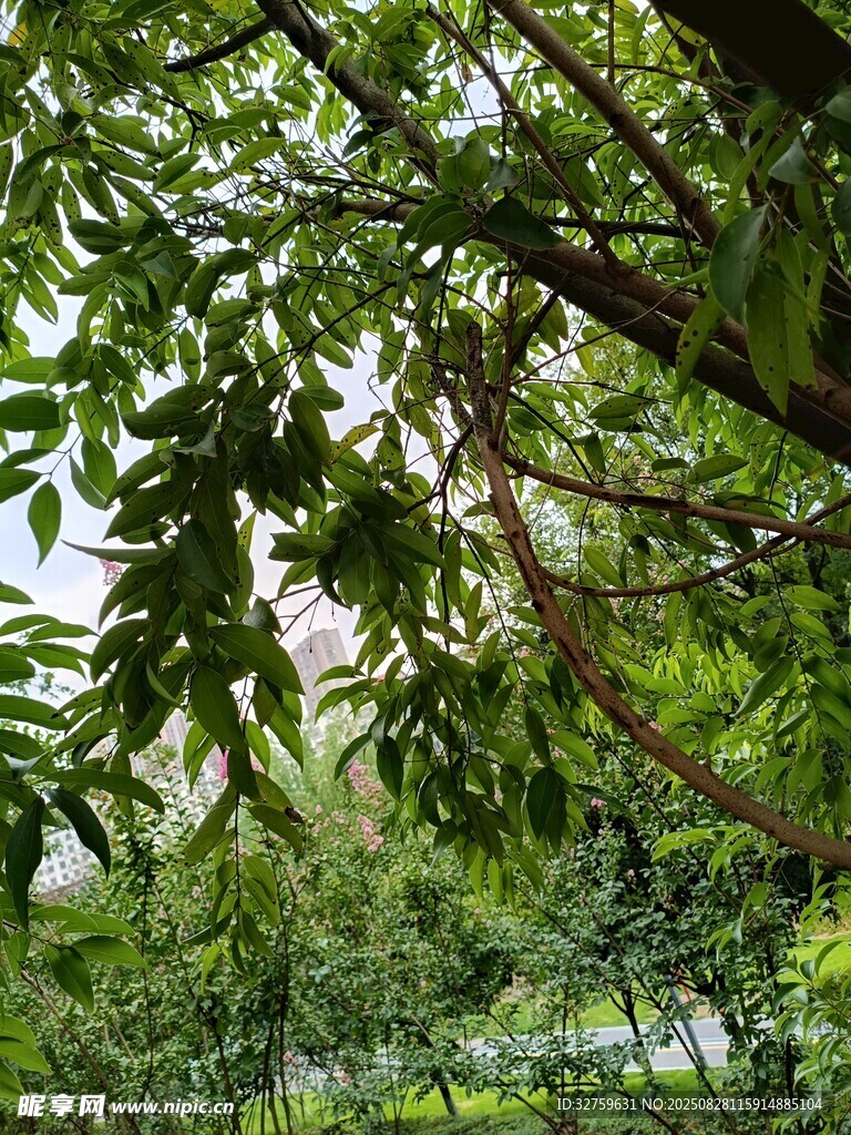 繁茂绿树间的清新景致
