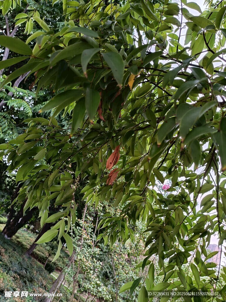 绿叶