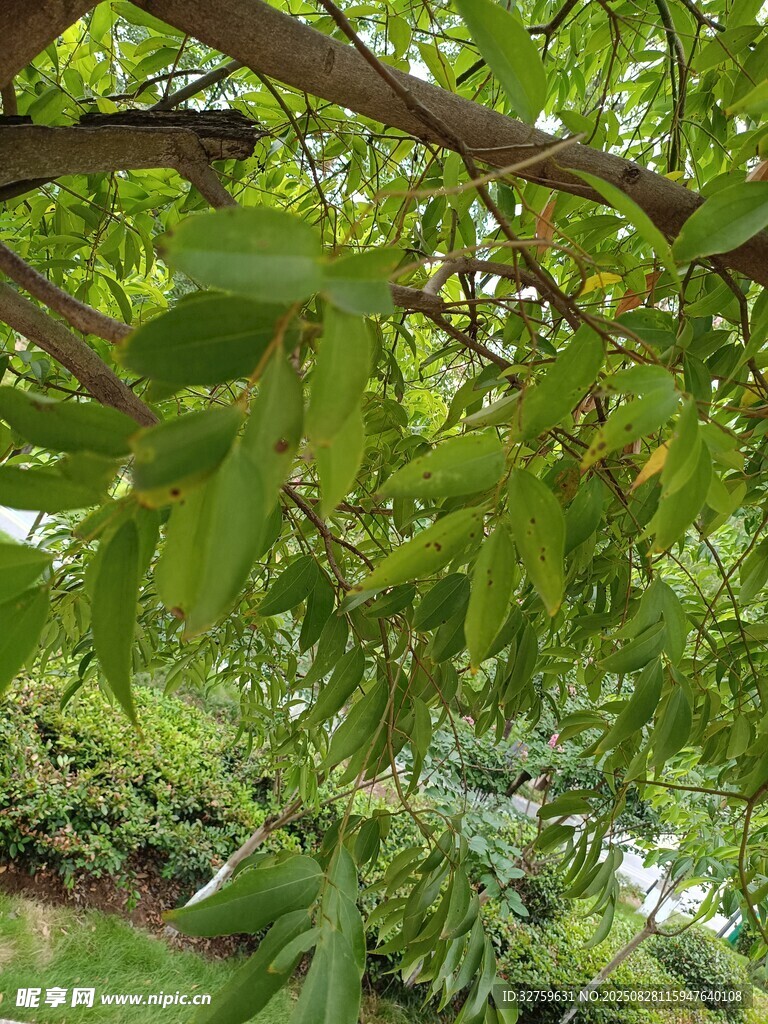 繁茂枝叶间的绿意生机