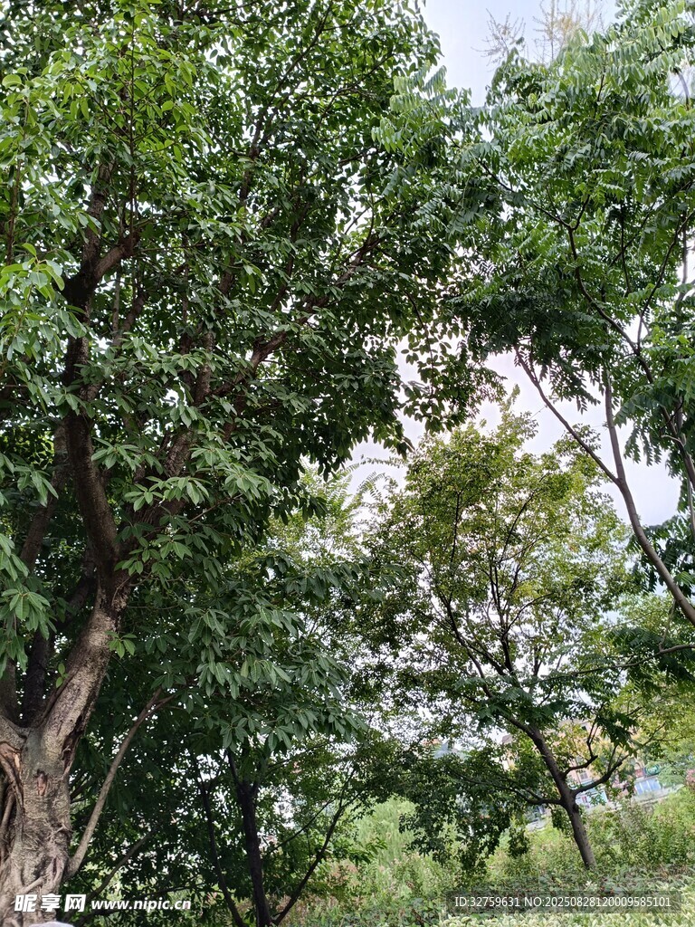 茂密树林绿意盎然