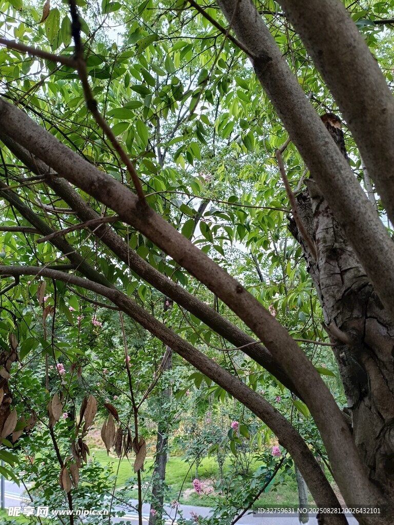 繁茂树枝下的绿意景致