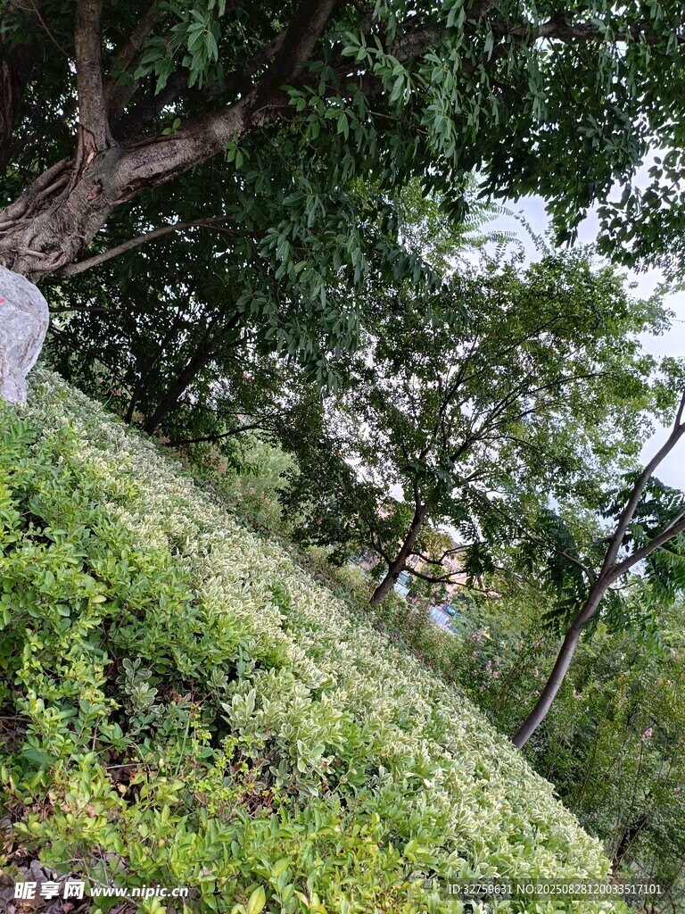 山坡绿植与树木景观
