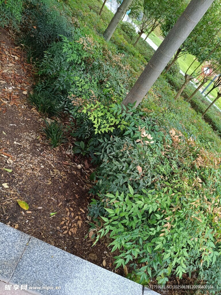 路边绿植景观