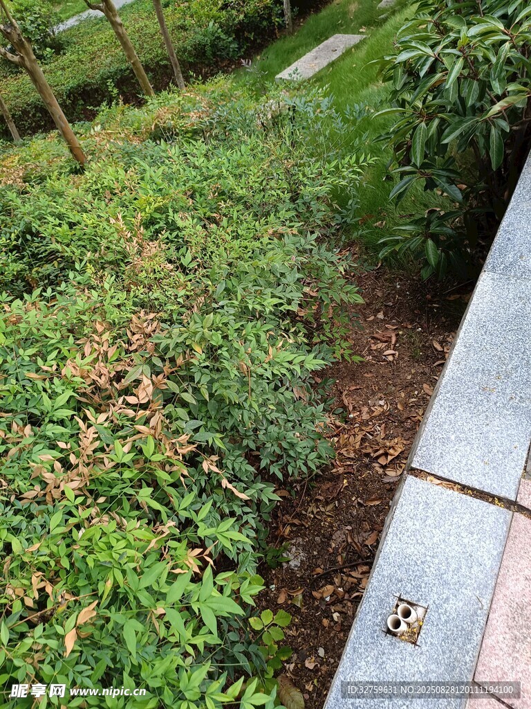 路边绿植景观