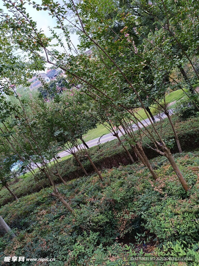 林间繁茂绿植景观