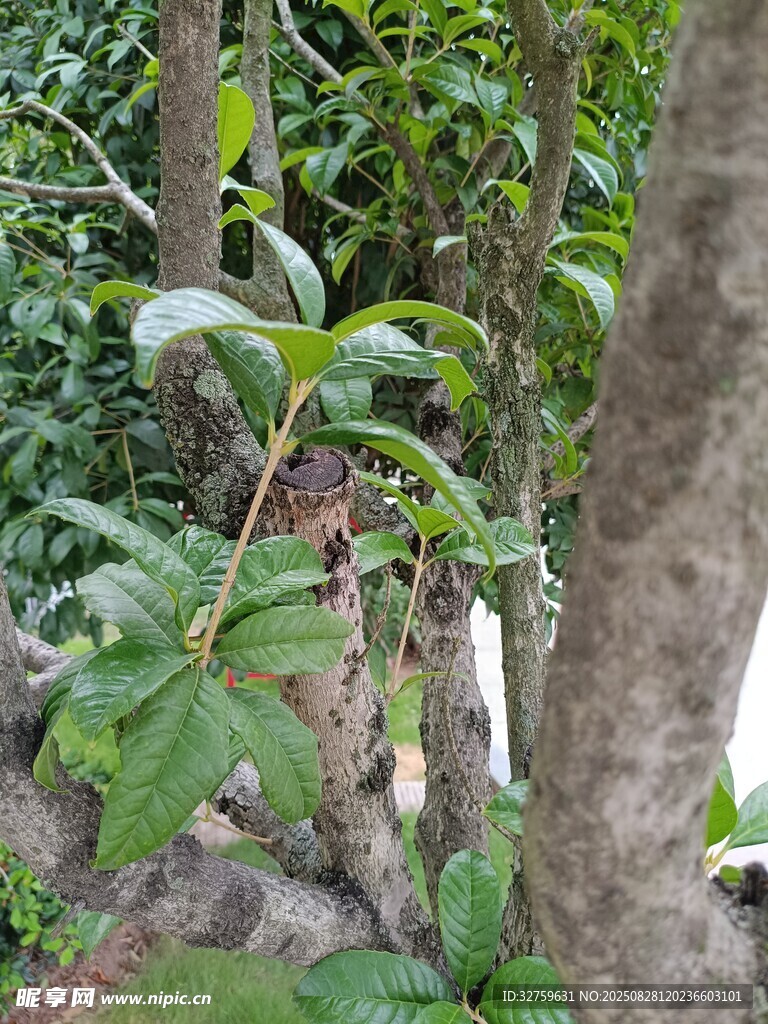 山林中的绿植与花卉