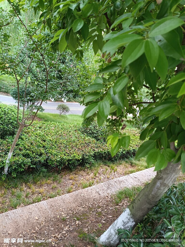 林间小径 
