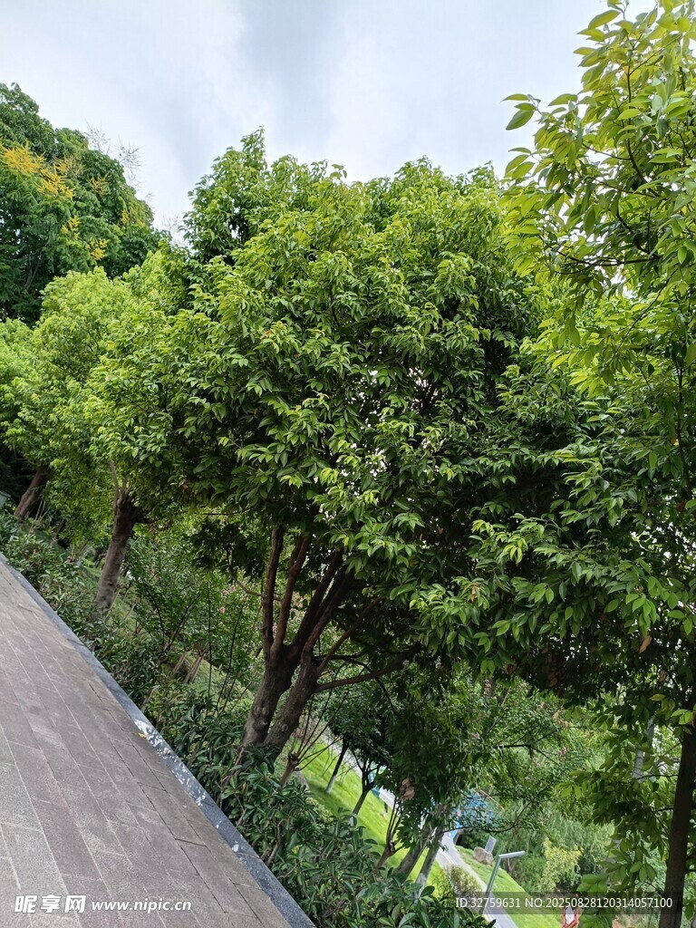 林间蜿蜒小路