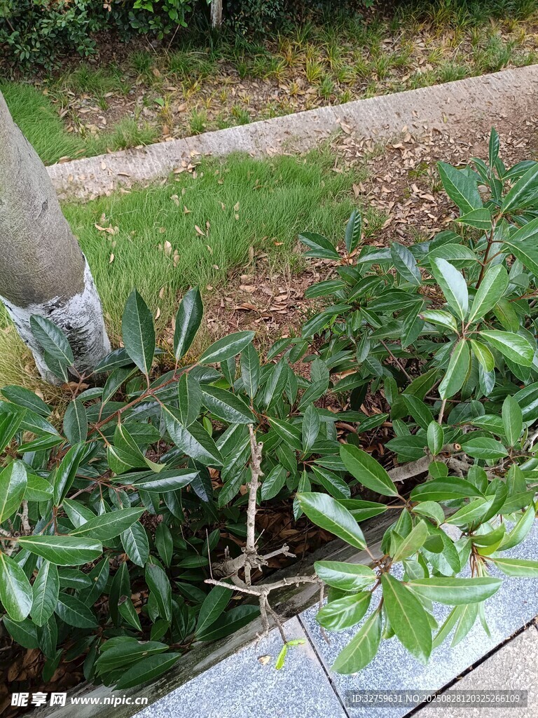 户外绿植景观特写