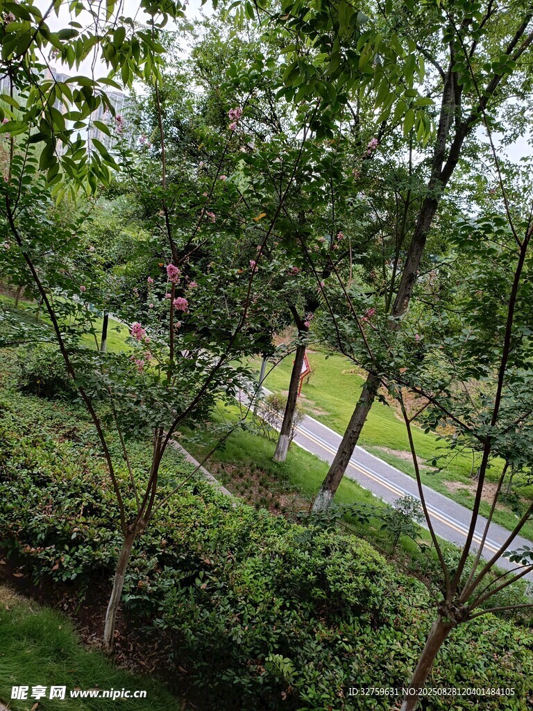 绿意盎然的林间小道