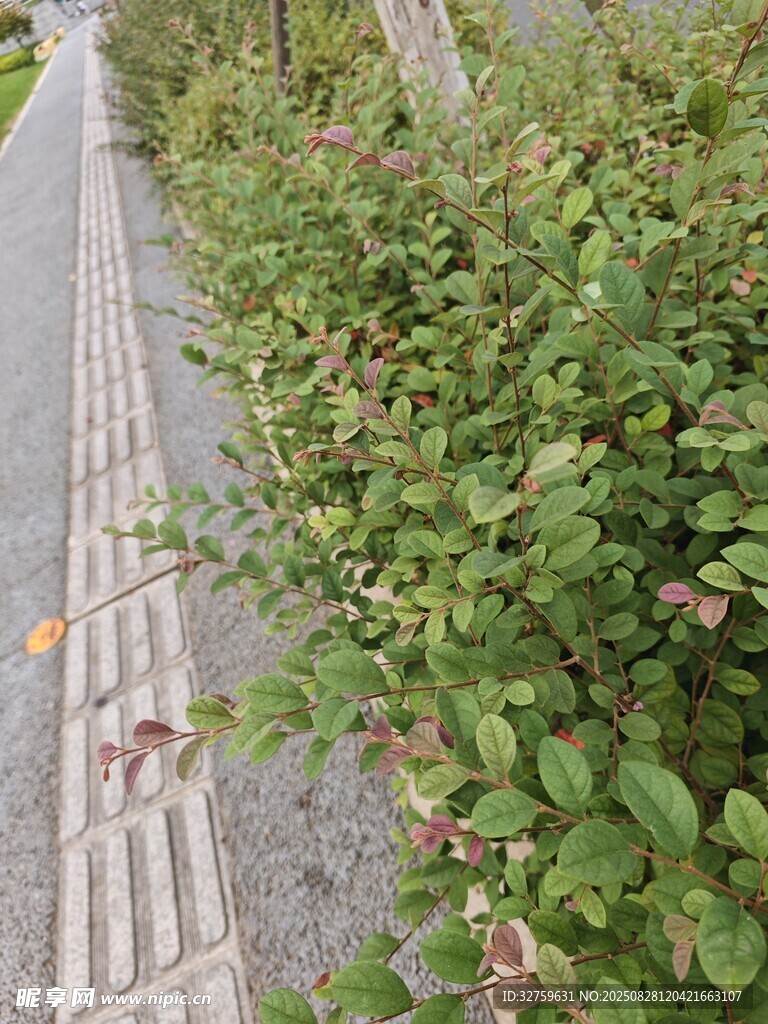 路边绿植景观