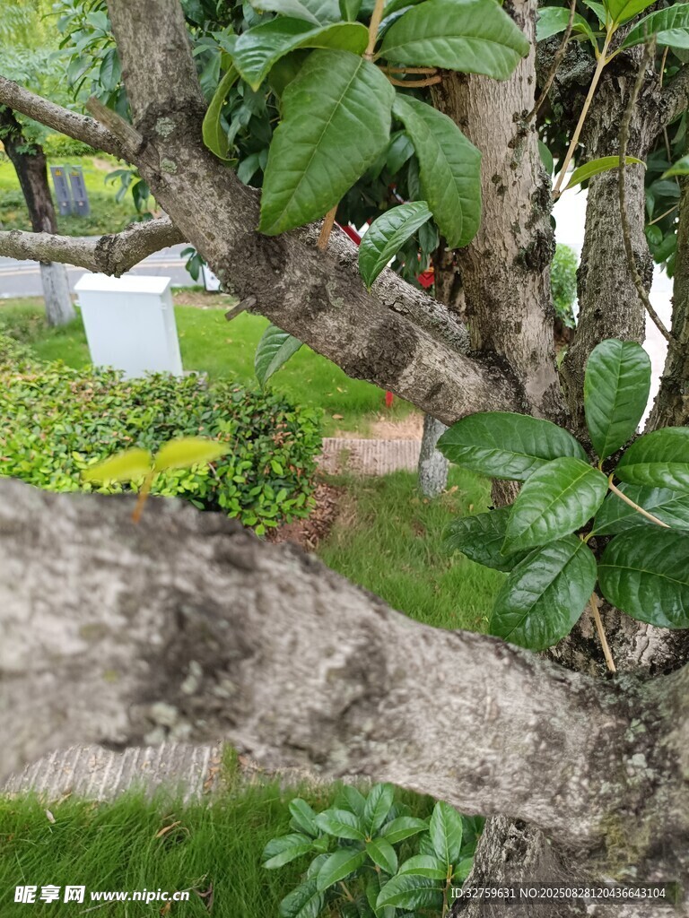 庭院绿植景观一隅