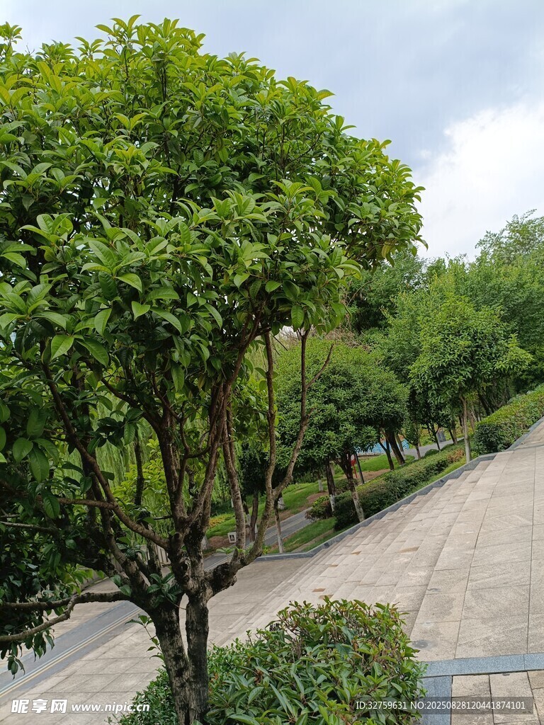 路边绿意盎然的树木景观