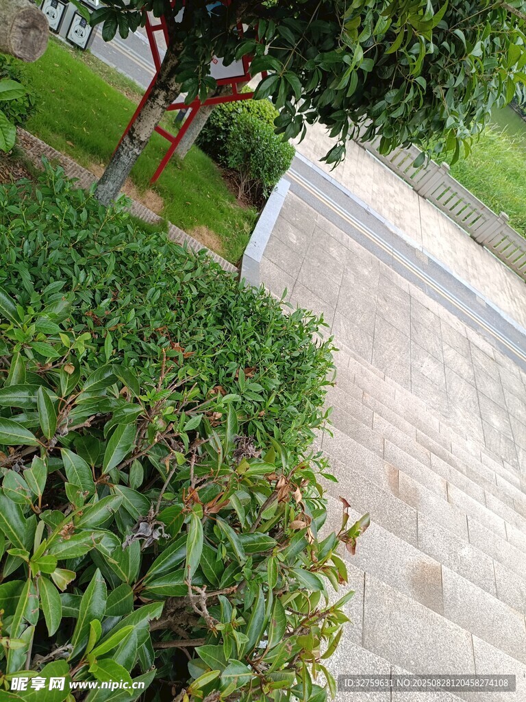 公园小径旁的绿植景观