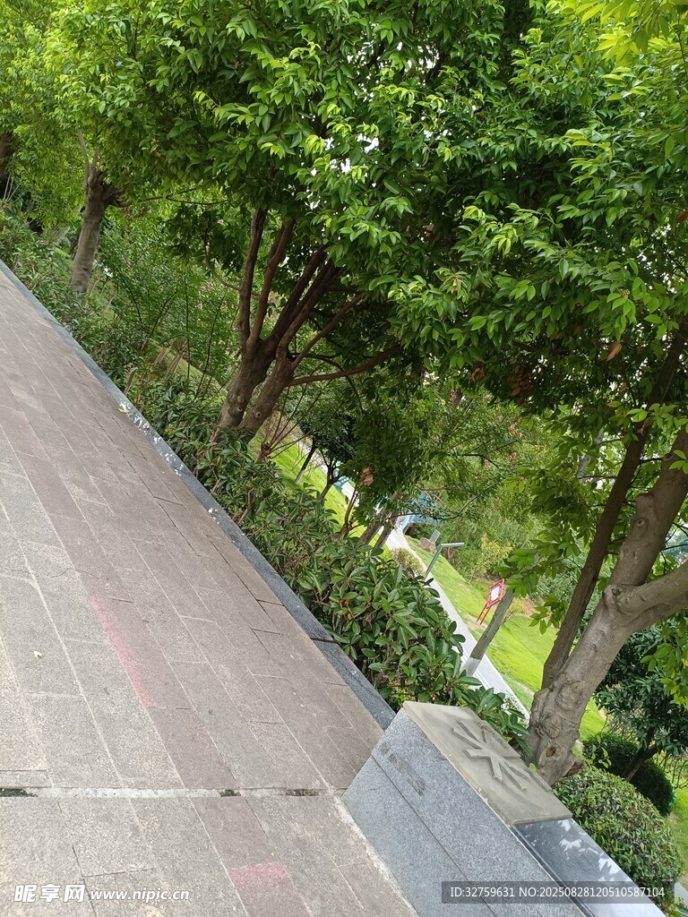 林荫下的静谧步道