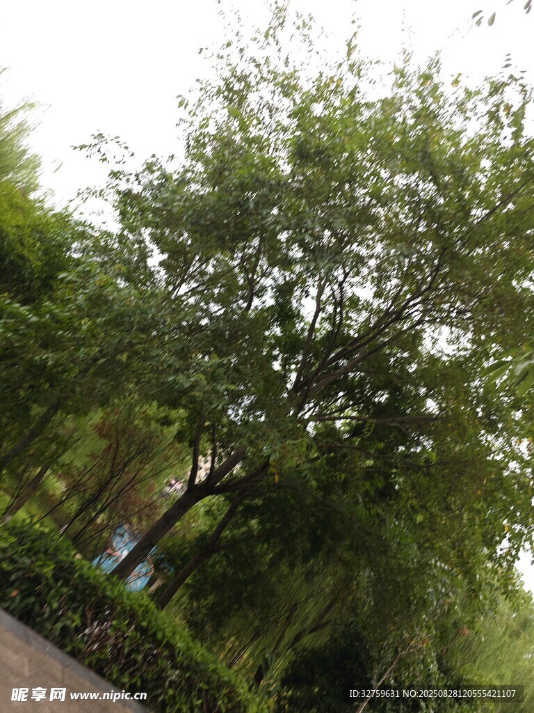 绿意盎然的园林树木景观