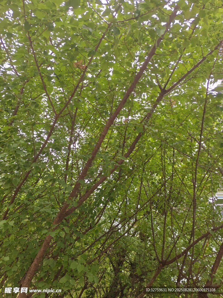 茂密绿荫下的繁茂枝叶