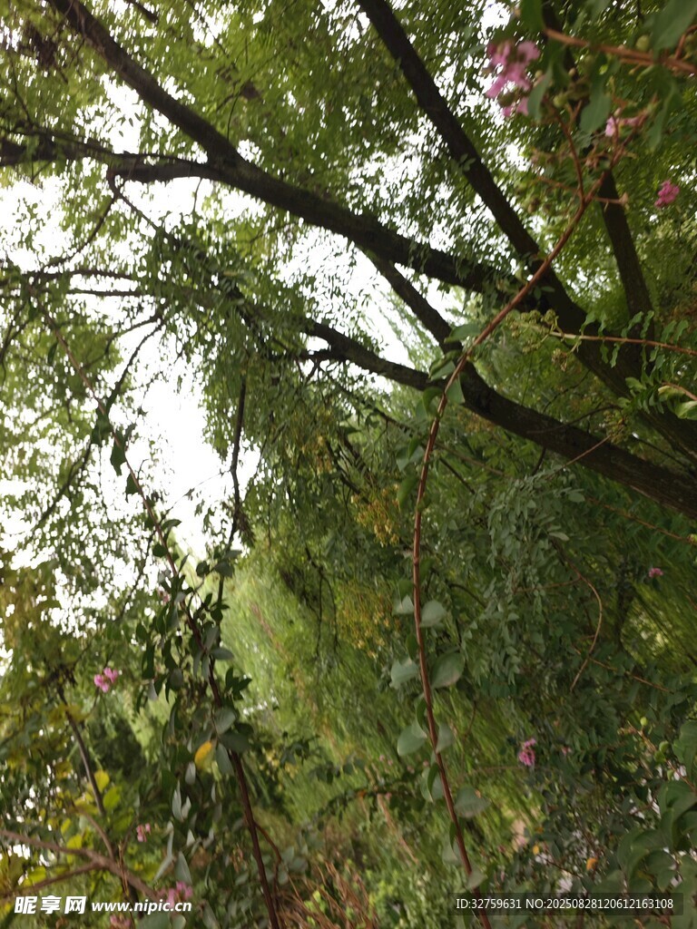 繁茂树林中的绿意景致