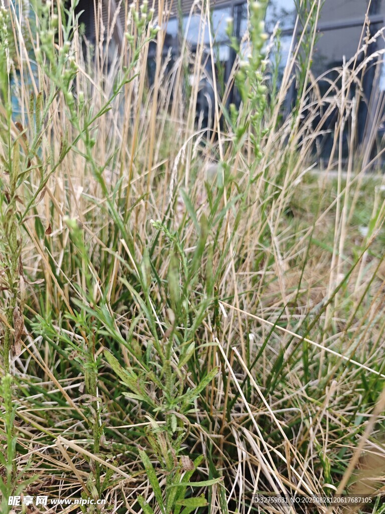 野外丛生的绿色野草