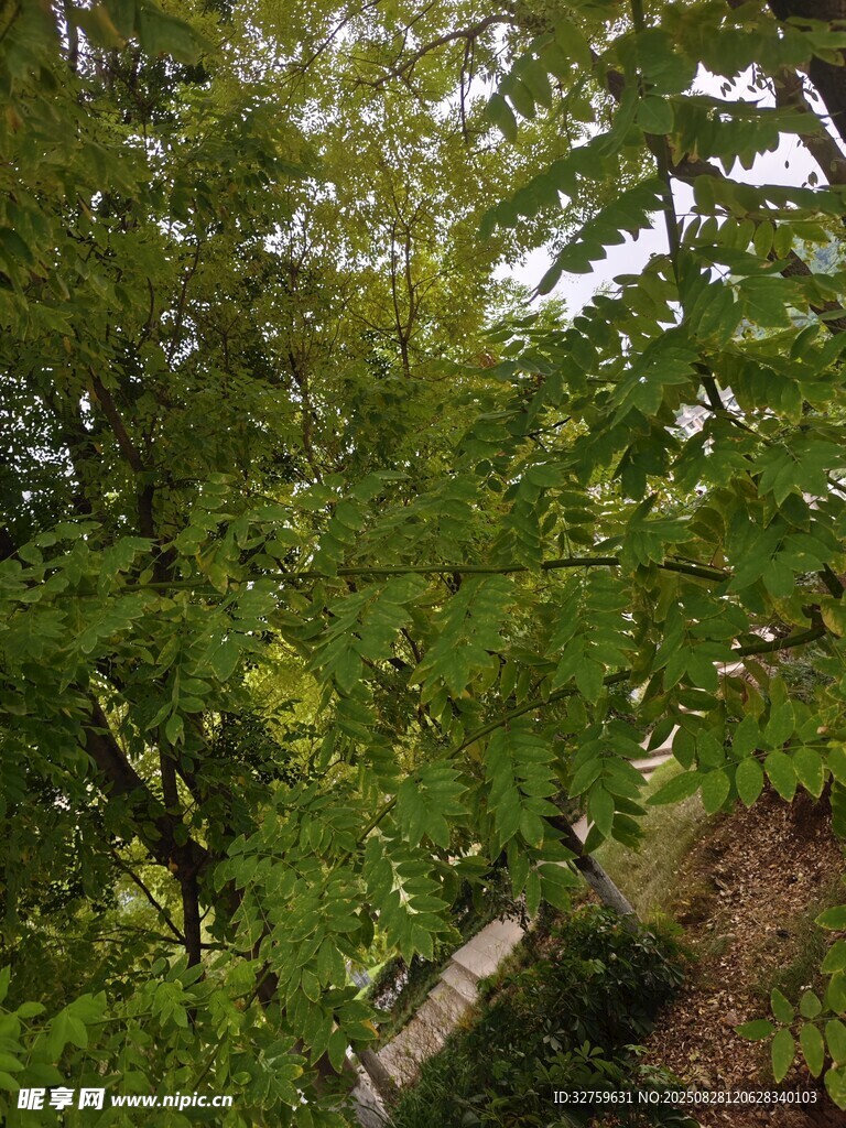 繁茂绿树景致