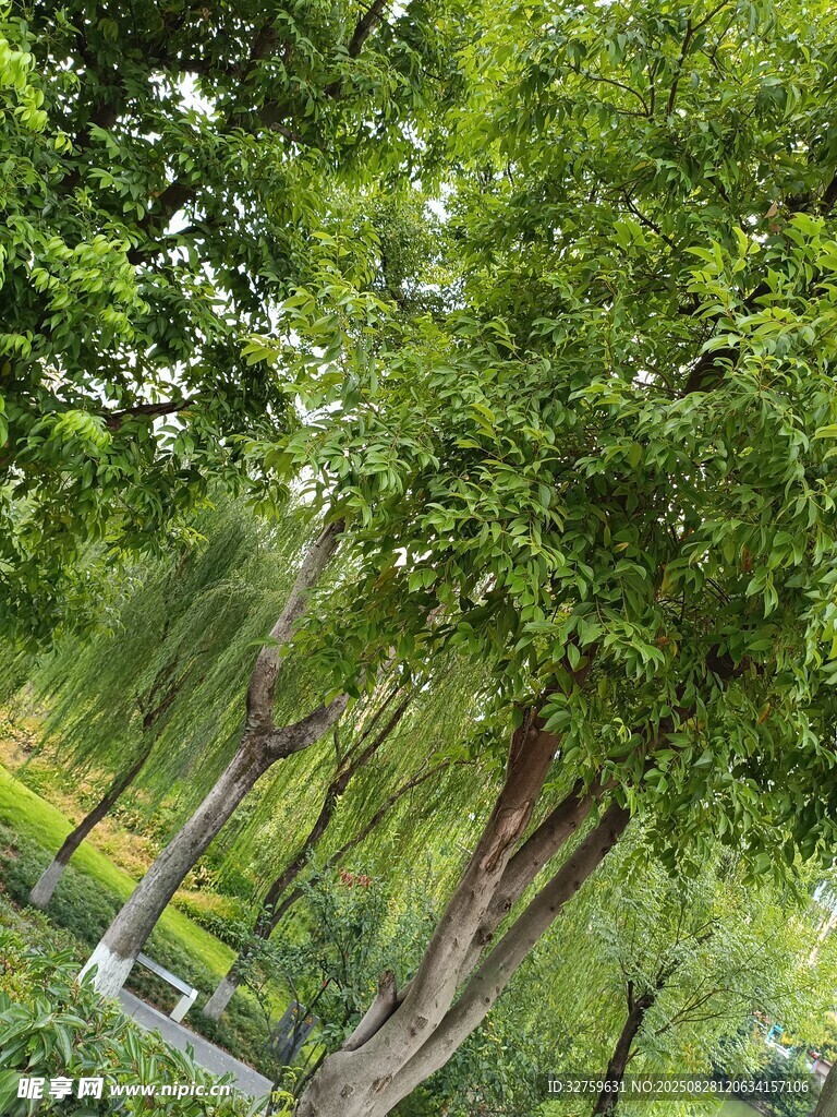 绿树成荫的静谧园林景象