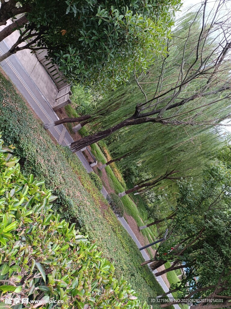 林间小径绿意盎然