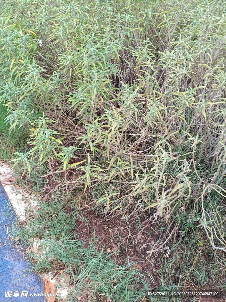 野外繁茂绿植景象