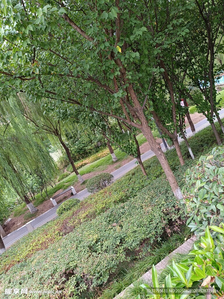 绿意盎然的林间景观