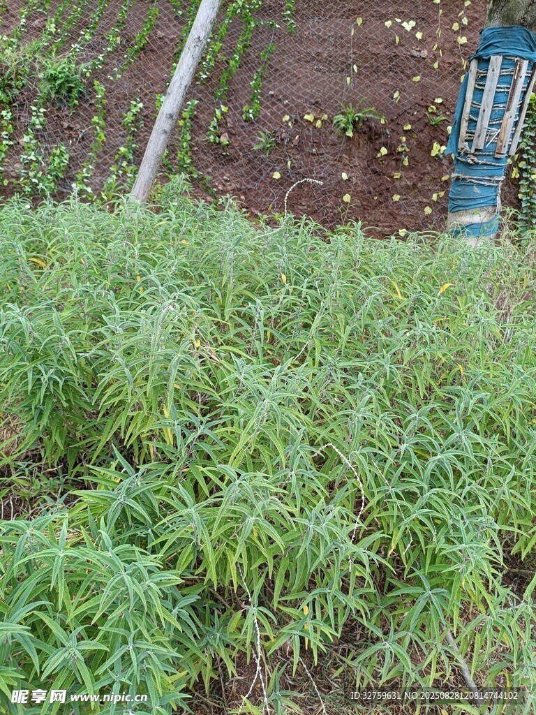 绿意盎然的菜园植物