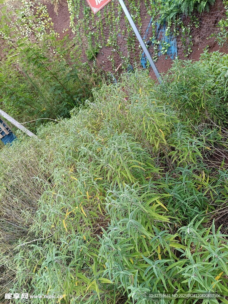 杂草丛生的户外场景