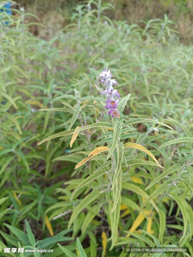 紫色花朵绽放于绿叶间
