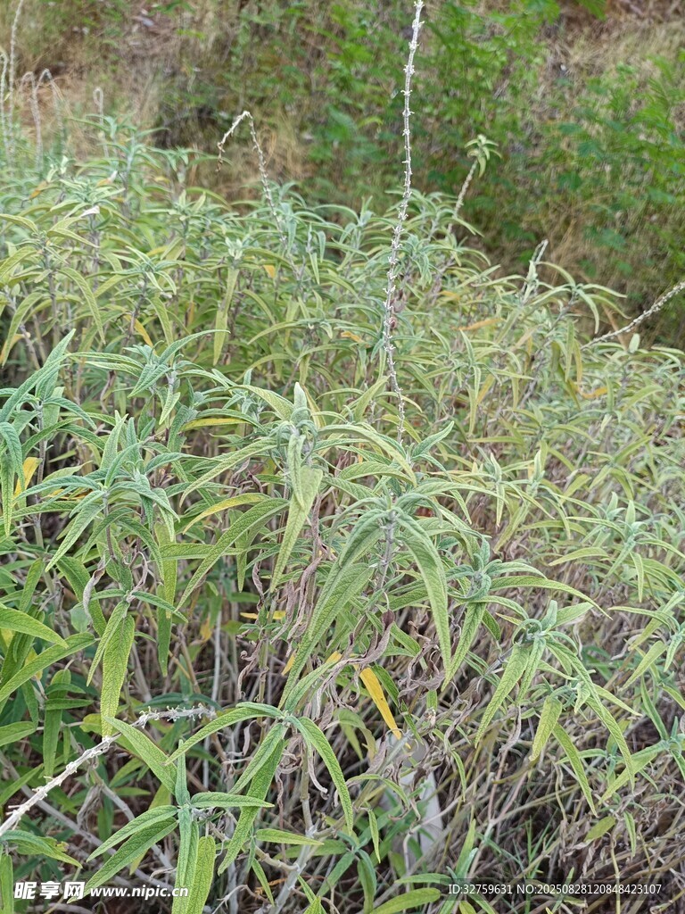 野外丛生的绿色植物