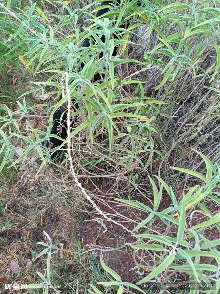 野外丛生的绿色植物