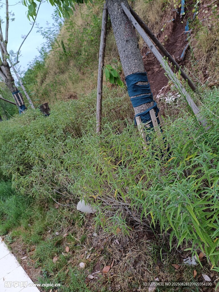 山间徒步者穿行繁茂植被