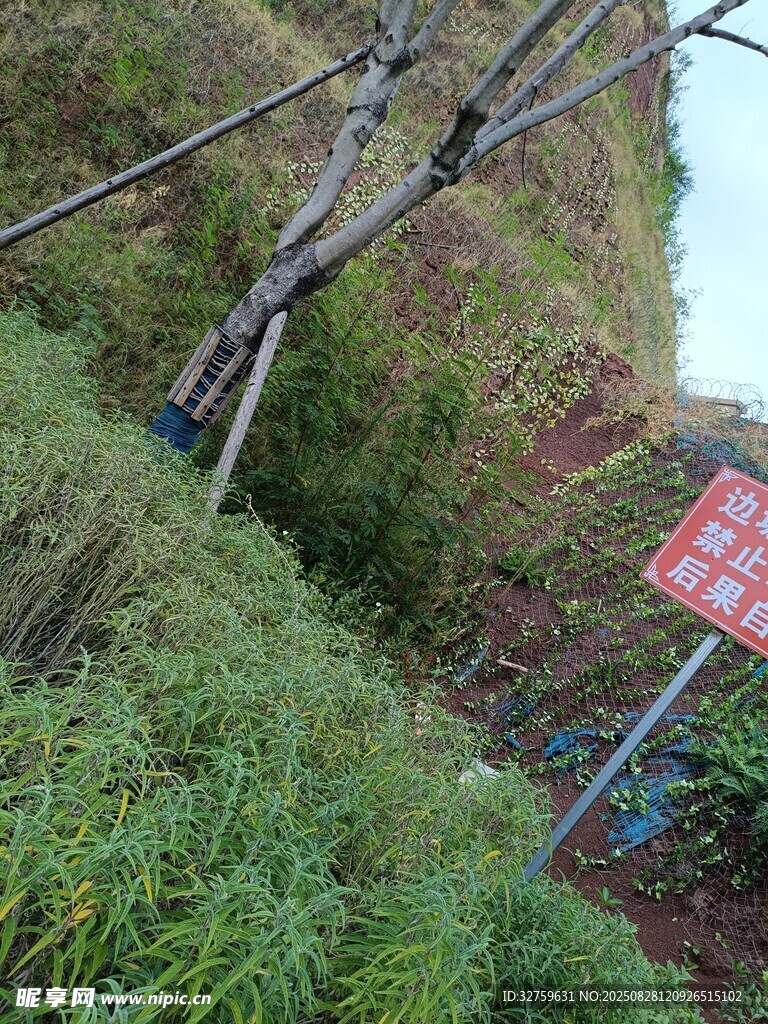 山坡警示标志与绿植